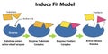 Catalysts and enzymes induced fit model