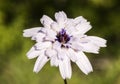 Catananche caerulea Cupids dart lovely light purple flower and delicate appearance of being made of wax