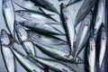 Catania, Sicily, Italy. Mackerel, typical mediterranean sea fish sold in Sicilian markets Royalty Free Stock Photo