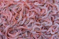 Catania, Sicily, Italy. Red prawns, typical mediterranean sea fish sold in Sicilian markets Royalty Free Stock Photo