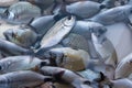 Catania, Sicily, Italy. Typical mediterranean sea fish sold in Sicilian markets Royalty Free Stock Photo