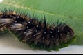 Catapillar closeup eating leaf