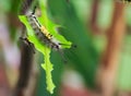 Catapillar is crawling leaf. Royalty Free Stock Photo