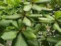 Catappa leaves wet by rain on the morning