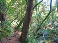 Cataract Falls Trail in Marin County, California Royalty Free Stock Photo