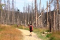 Catastrophic forest dying in the Harz mountains in Germany