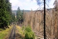 Catastrophic forest dying in the Harz mountains in Germany