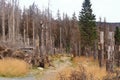 Catastrophic forest dying in the Harz mountains in Germany