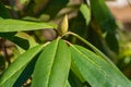 Catawba Rhododendron Bud Royalty Free Stock Photo