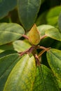 Close-up of a Catawba Rhododendron Bud Royalty Free Stock Photo