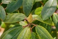 Closeup of a Catawba Rhododendron Bud Royalty Free Stock Photo