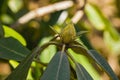 Closeup of a Catawba Rhododendron Bud Royalty Free Stock Photo