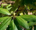 Catawba Rhododendron Bud - 2 Royalty Free Stock Photo