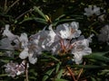 Catawba rhododendron (Rhododendron catawbiense) \'Album\' flowering with lavender buds open into white flowers