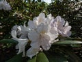 Catawba rhododendron (Rhododendron catawbiense) \'Album\' flowering with lavender buds open into white flowers