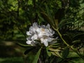 Catawba rhododendron (Rhododendron catawbiense) \'Album\' flowering with lavender buds and white flowers Royalty Free Stock Photo