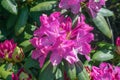Catawba Rhododendron flower Cluster