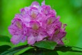 Catawba Rhododendron - Rhododendron catawbiense