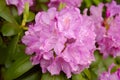 Catawba Rhododendron (Rhododendron catawbiense)