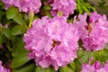 Catawba Rhododendron (Rhododendron catawbiense)