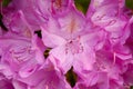 Catawba Rhododendron (Rhododendron catawbiense)