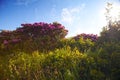 Catawba Rhododendron