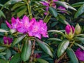 Catawba Rhododendron Shrub With Blooms And Buds