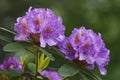 Catawba rosebay flowers