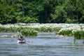 Catawba, South Carolina, USA - May 15, 2022: A man paddles his kayak through blooming Rocky Shoal Spider Lilies on the Catwba