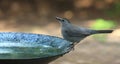 Catbird-birdbath Royalty Free Stock Photo