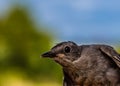 Catbird closeup Royalty Free Stock Photo