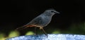 Catbird-dark side on the bird bath Royalty Free Stock Photo