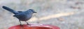 Catbird-Dumetella Narrow Royalty Free Stock Photo