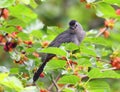 Catbird eating mulberry fruit on the tree Royalty Free Stock Photo