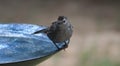 Catbird-on the edge Royalty Free Stock Photo