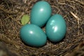 Catbird Eggs Royalty Free Stock Photo