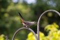 Catbird keeping at eye on me on top of the shepherds hook on my deck Royalty Free Stock Photo