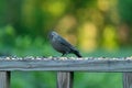 Catbird on the railing of my deck examining the food that surrounds him Royalty Free Stock Photo
