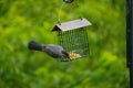 Catbird at the suet cage looking where to go next Royalty Free Stock Photo