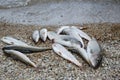 Catch of Baikal grayling. Unique delicious fish on the pebble coast