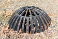 Catch basin atrium grate over storm water drain surrounded by mulch