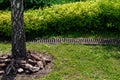 Catch basin grate on lawn with green grass and bushes in backyard garden.