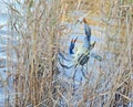 Catch of blue crabs in the Dalaman River in Turkey