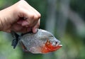 Catch of the day - an Amazon piranha