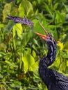 Catch of the Day for Anhinga Royalty Free Stock Photo