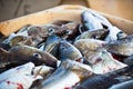 Catch of the day - Fresh Fish in Shipping Container Royalty Free Stock Photo