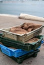 Catch of the day for sale on daily fish market in old port of Marseille, Provence, France Royalty Free Stock Photo