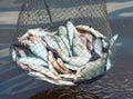 Catch fish in the corf on the river in summer Royalty Free Stock Photo