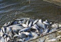 catch of fish in seine