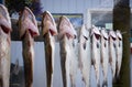 The catch of a fishing trip: Halibut and salmon are shown and washed in front of the charterers office